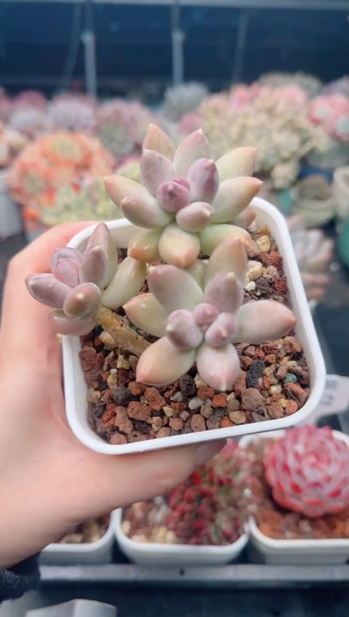 【闪购商品】6204星空美人