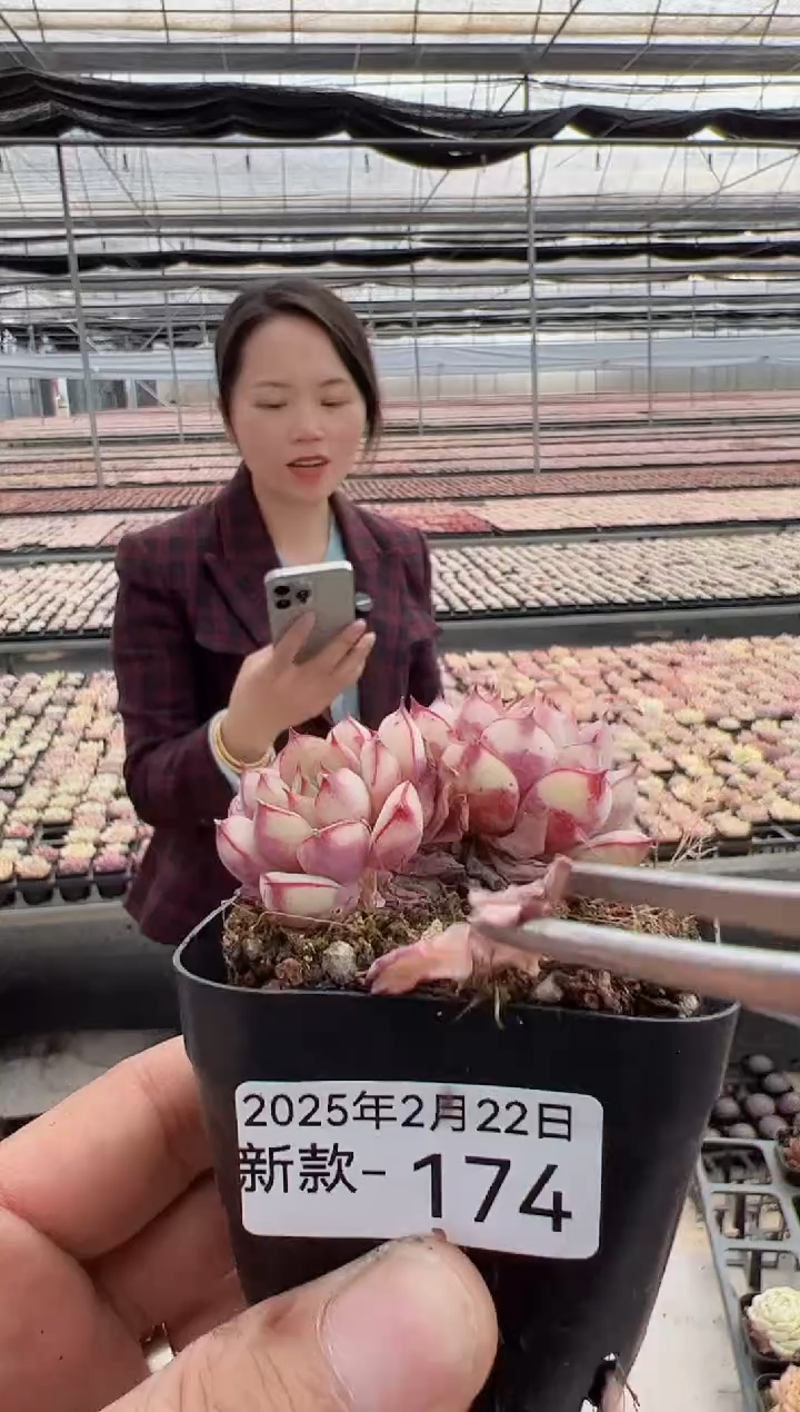 【闪购商品】新款多肉-174