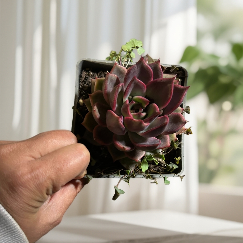 黑玫瑰多肉植物   全场满16.8包邮