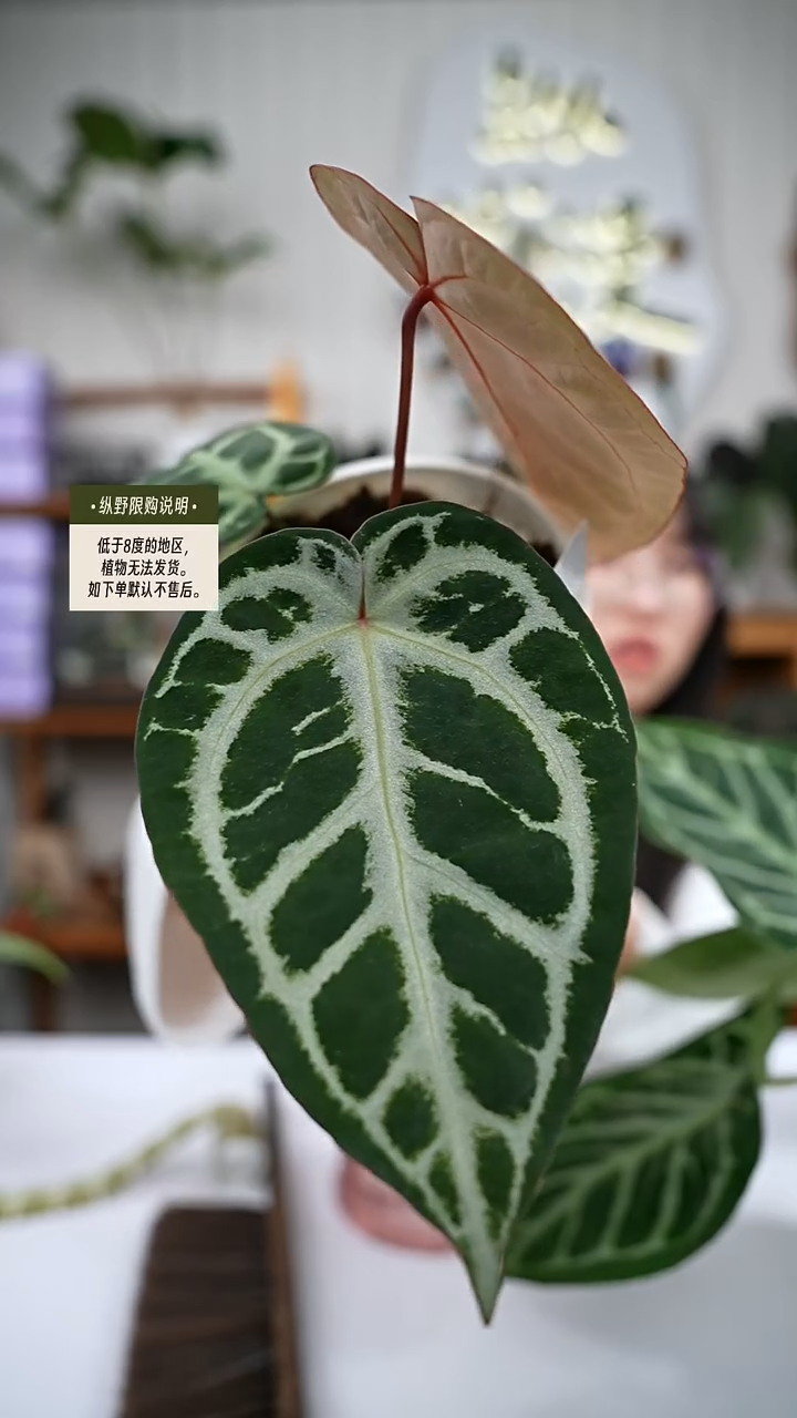 完全开放Y85女团杂