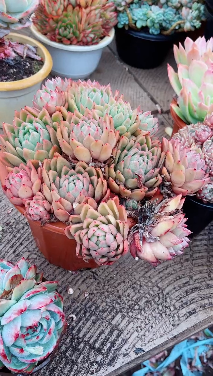 【闪购商品】04289