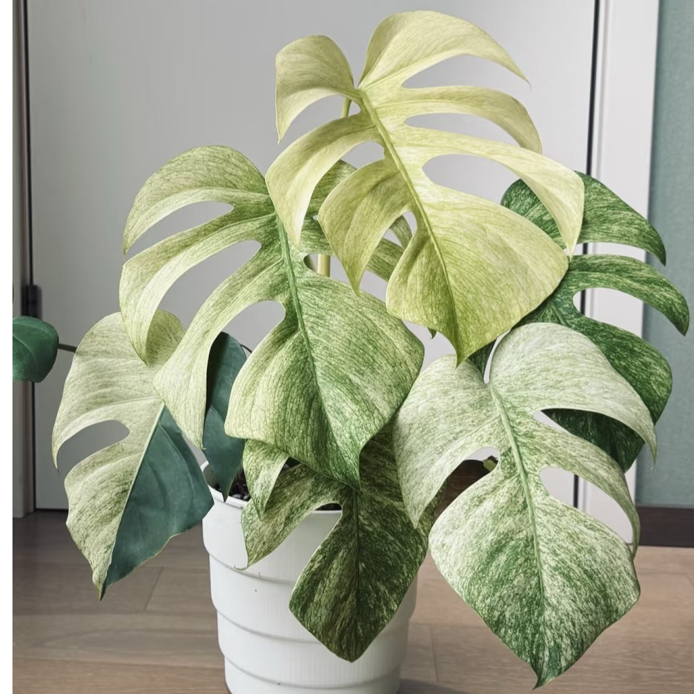 【热植馆】薄荷龟背竹好养ins风带植物绿植花卉植物室内植物