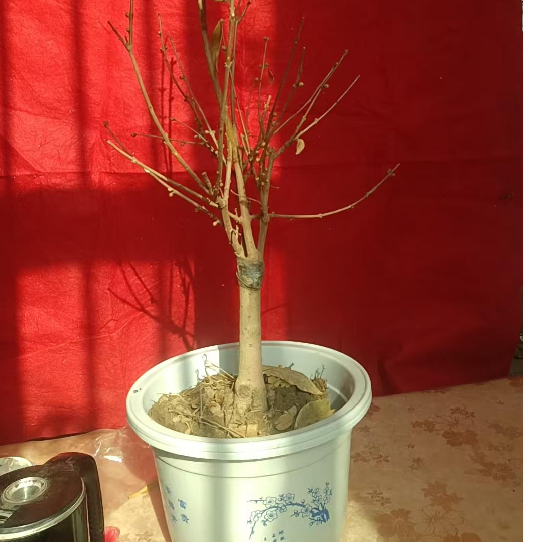 8地接腊梅 浓香型耐寒腊梅盆栽老桩植物