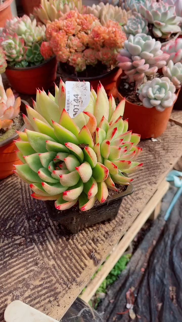 小*子跃跃精品多肉10144