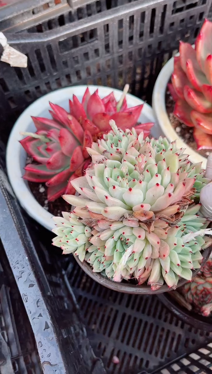 【闪购商品】06213