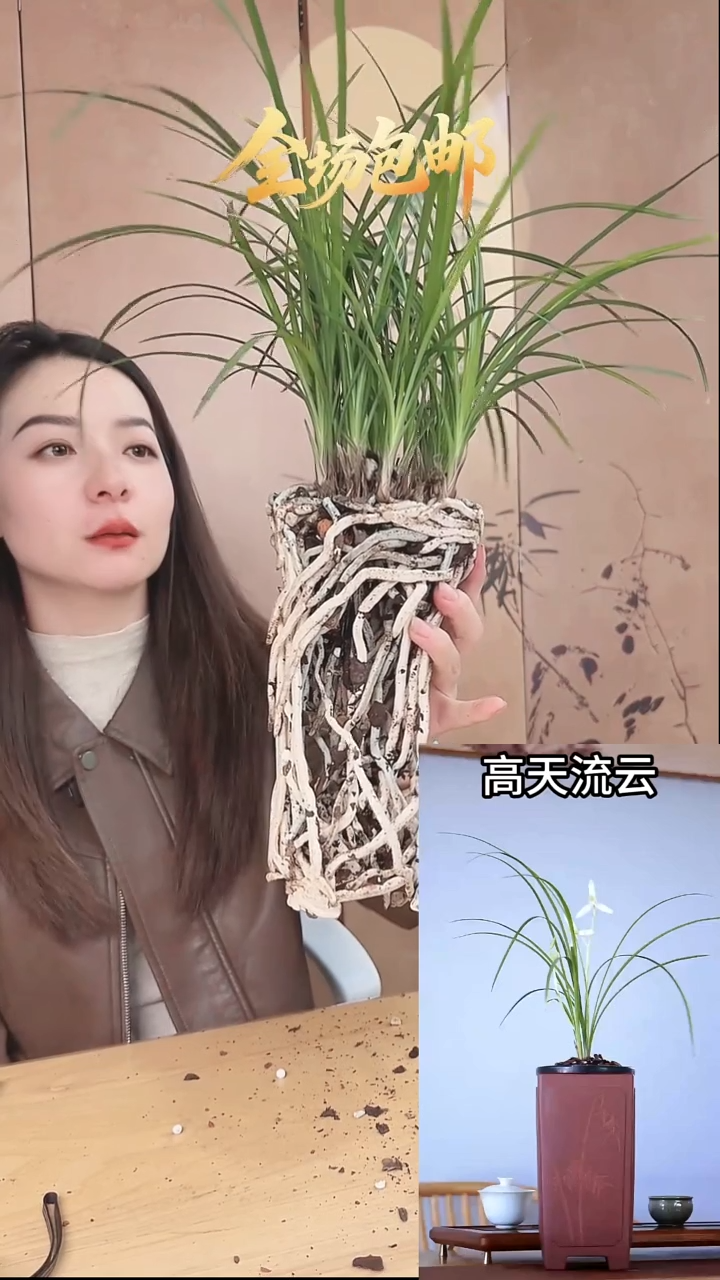 当前无花栽培后可以开花：高天流云
