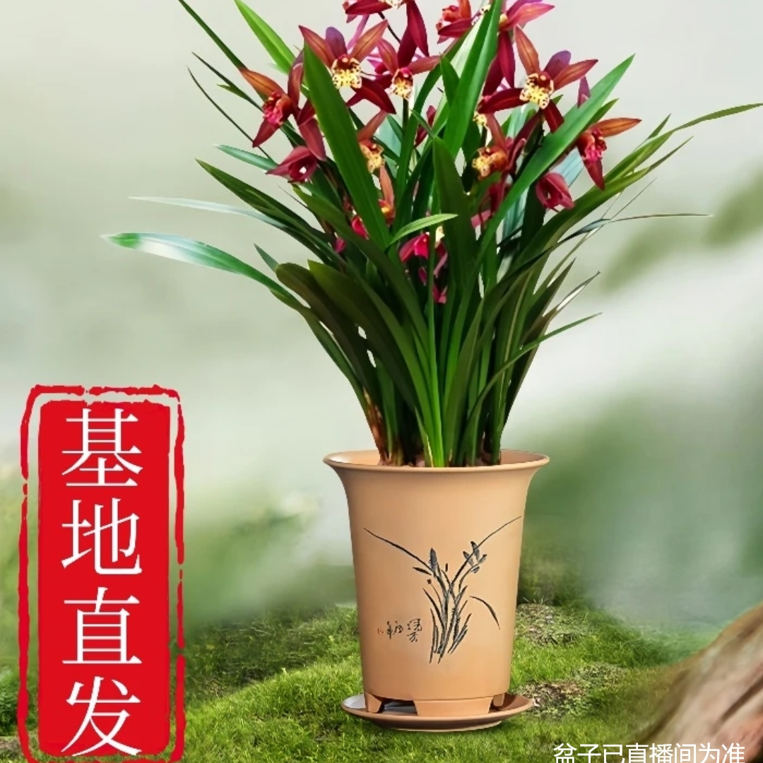 翁源兰花 金边墨兰企黑爪 报岁兰浓香大型客厅室内办公室绿植盆栽