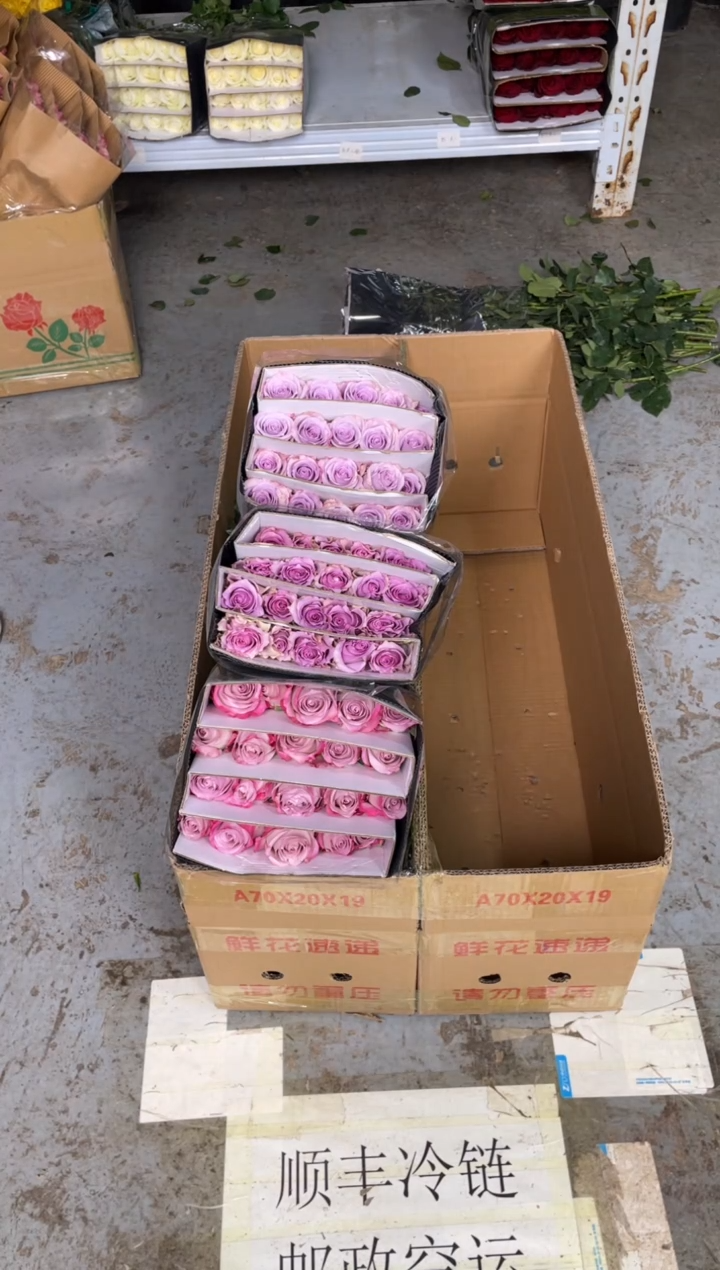 气场20枝+紫霞20枝+海洋之歌20枝