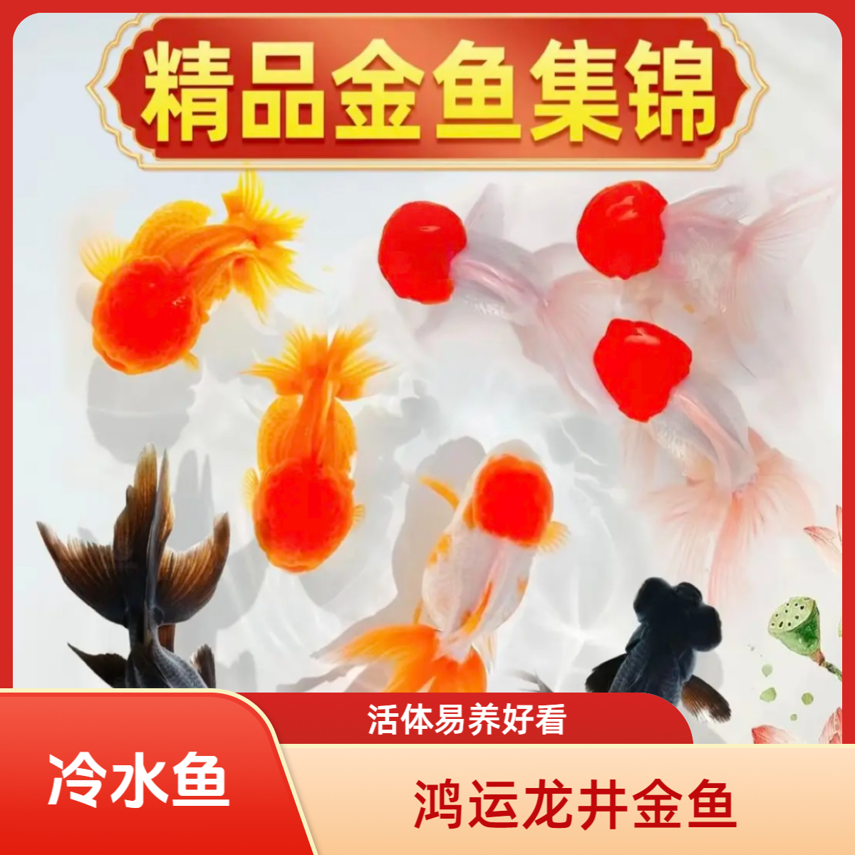 【福利国粹金鱼】鹤顶红观赏鱼淡冷水小金鱼好养耐活易养活体