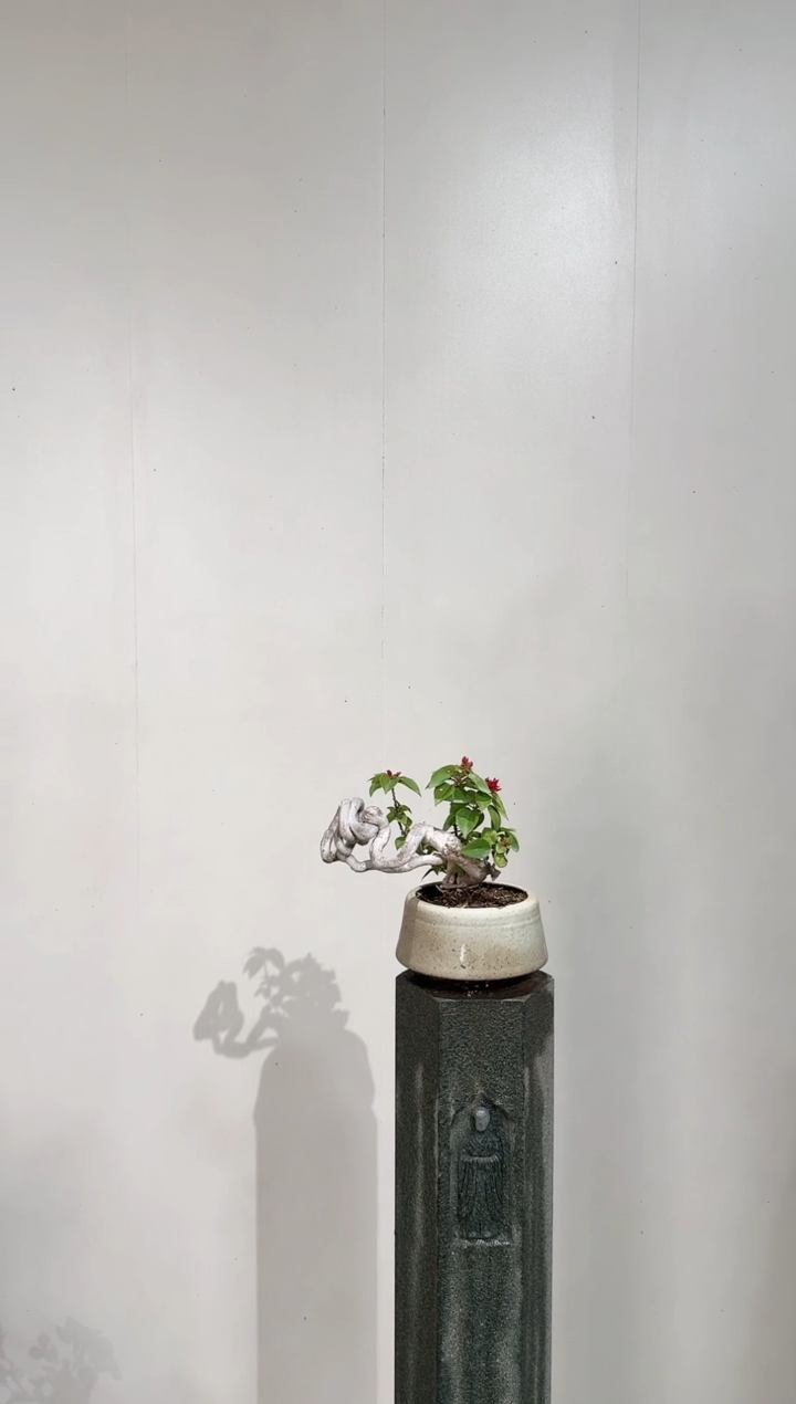 【闪购商品】盆景小桃红