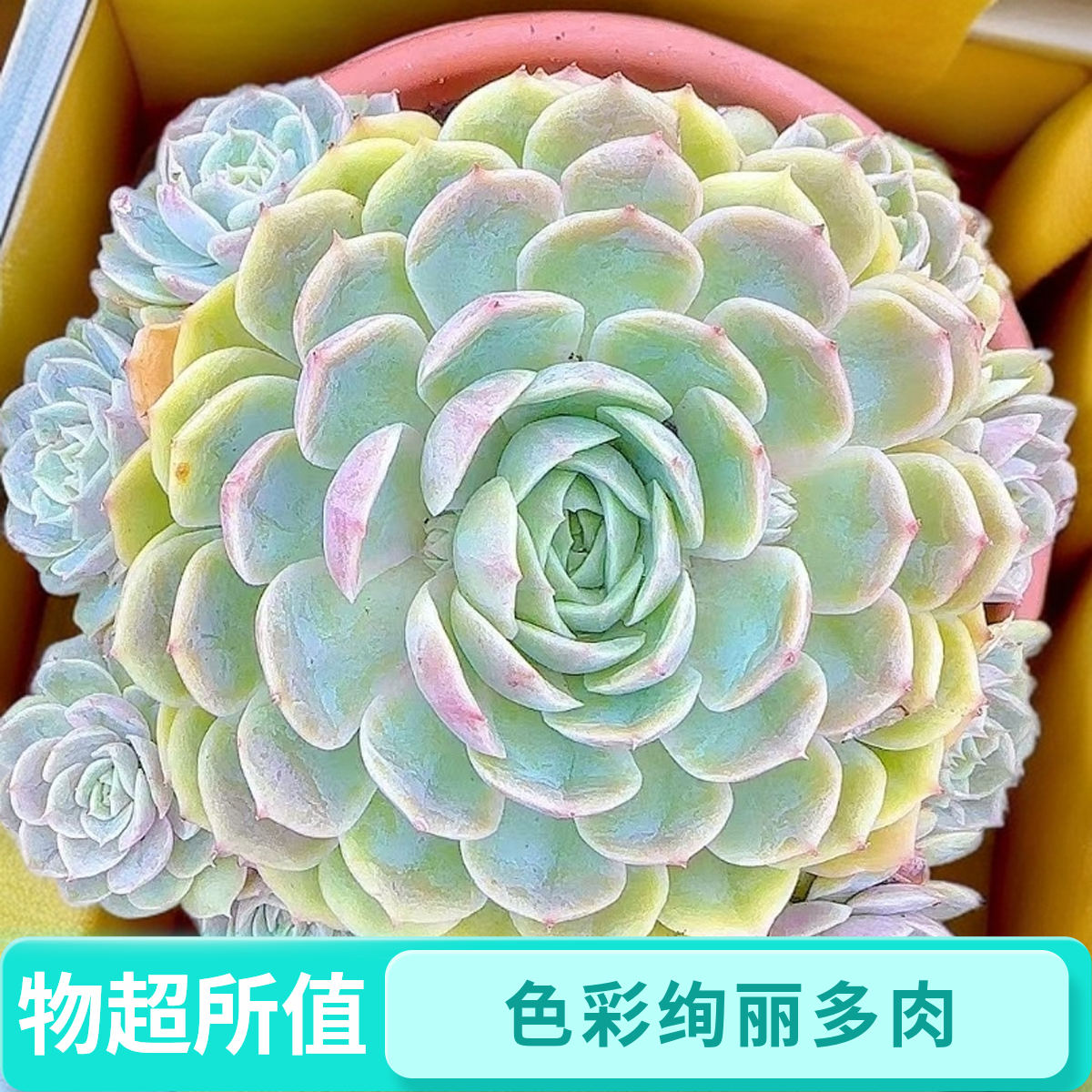 昂丝诺 脱土  灵峰多肉净化空气