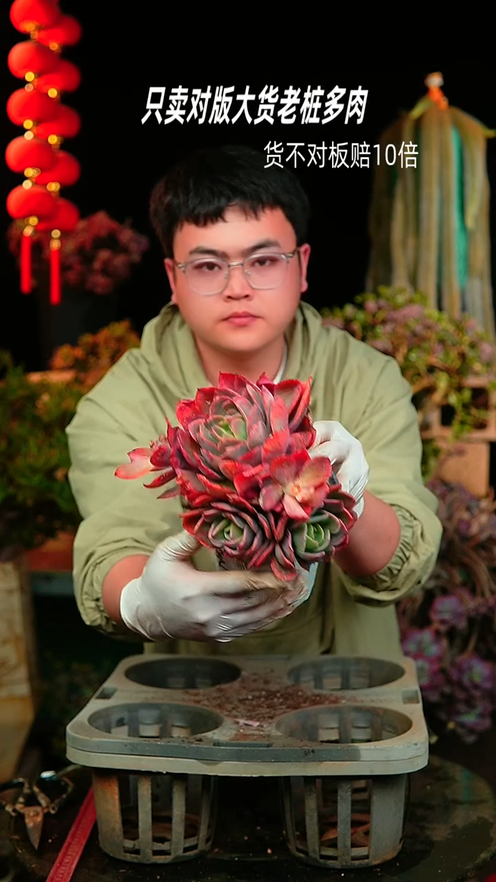 【闪购商品】33号白盆小彩蝶