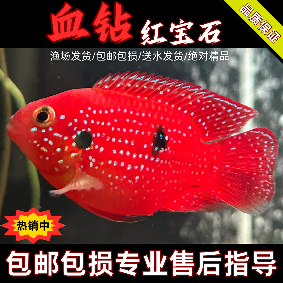 陕西发货包邮鲷科血钻红宝石热带观赏鱼活体好养耐活