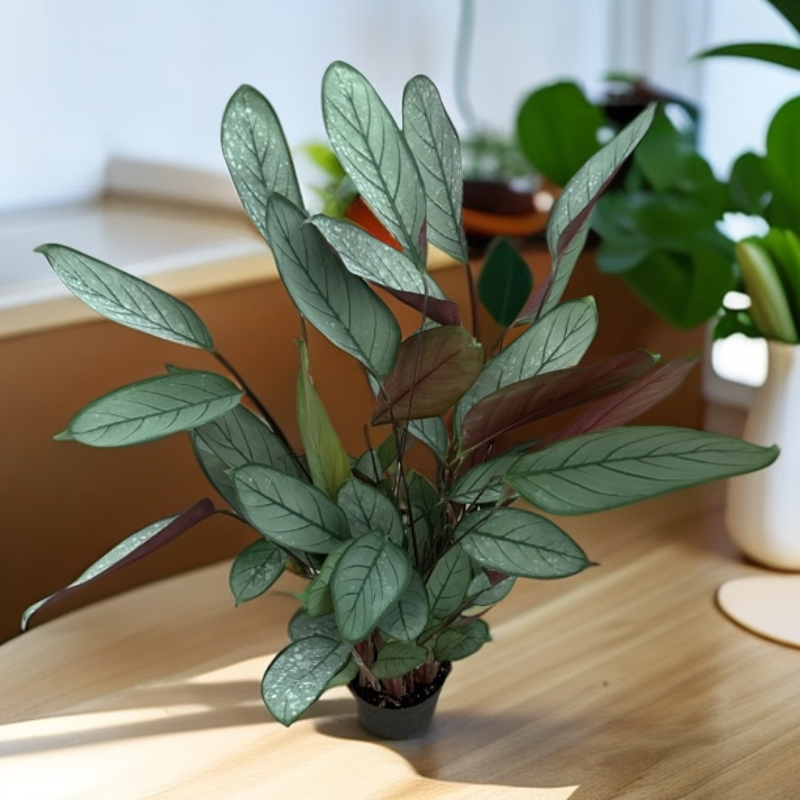 老飞羽竹芋盆栽室内耐阴好养易活净化空气