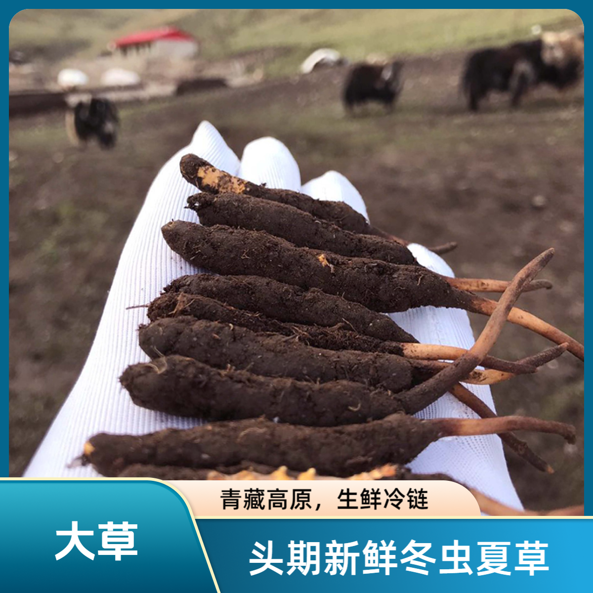 【新鲜大草】头期鲜虫草高海拔源产地直达【非人工草】