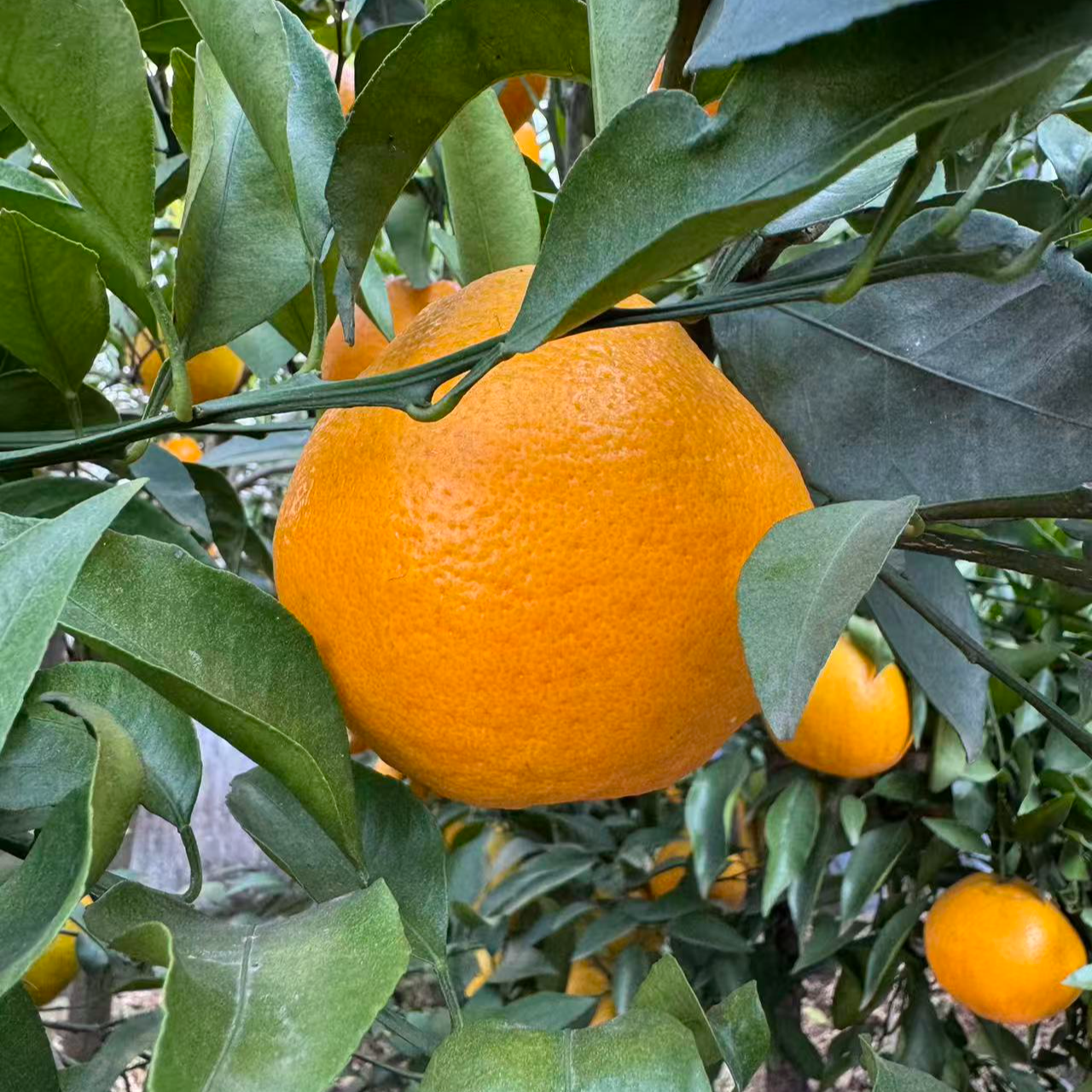 四川垚垚农场耙耙柑有机肥种植  不打农药  不施化肥  健康美味