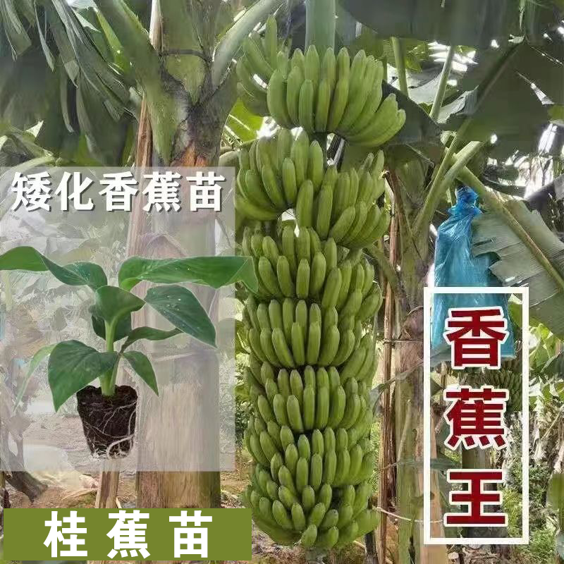 【顺丰包邮】香蕉苗桂蕉苗香蕉苗新品种中焦苗香蕉粉蕉苗四季种植商品图