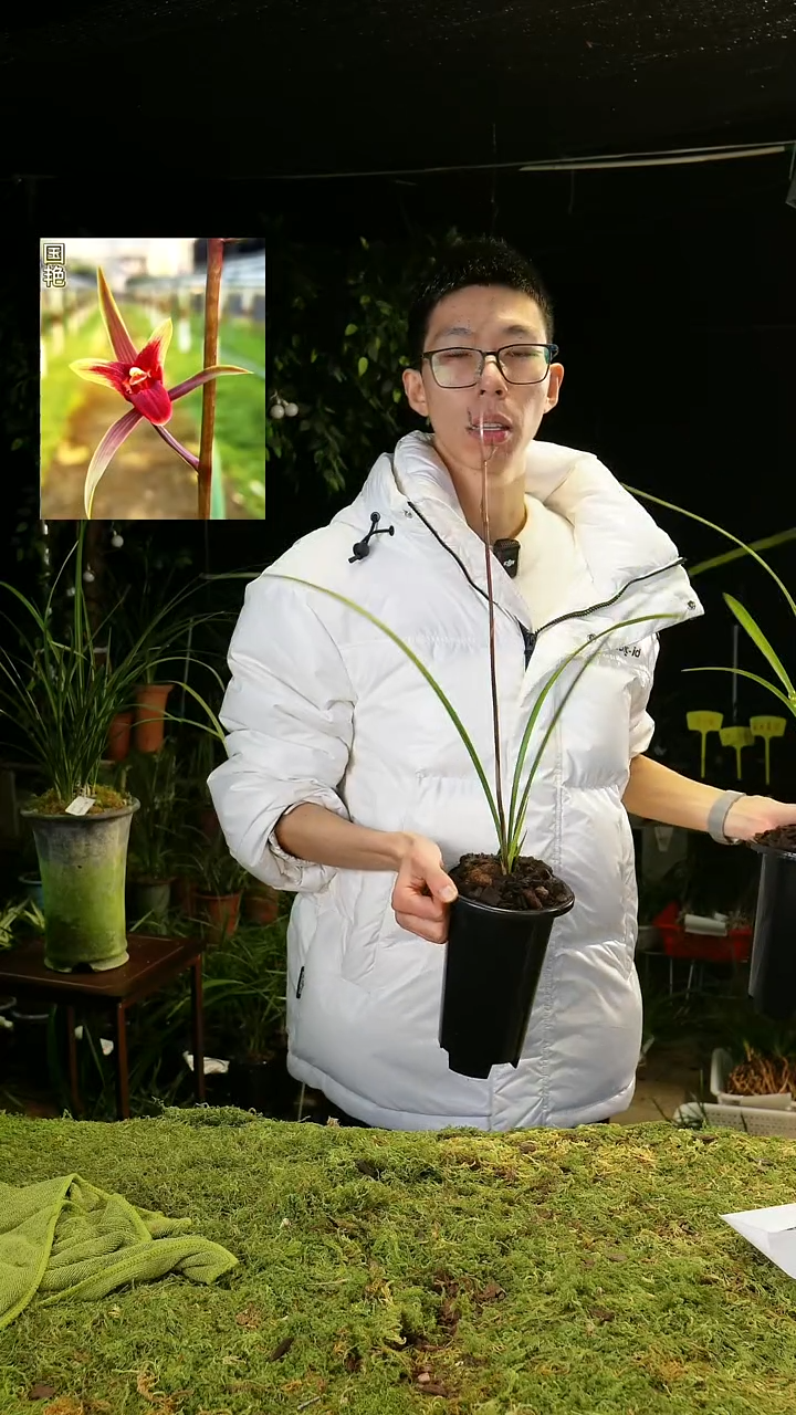 大部分开放少量花苞寒兰-国艳（前垄单苗带花苞）脱盆发货