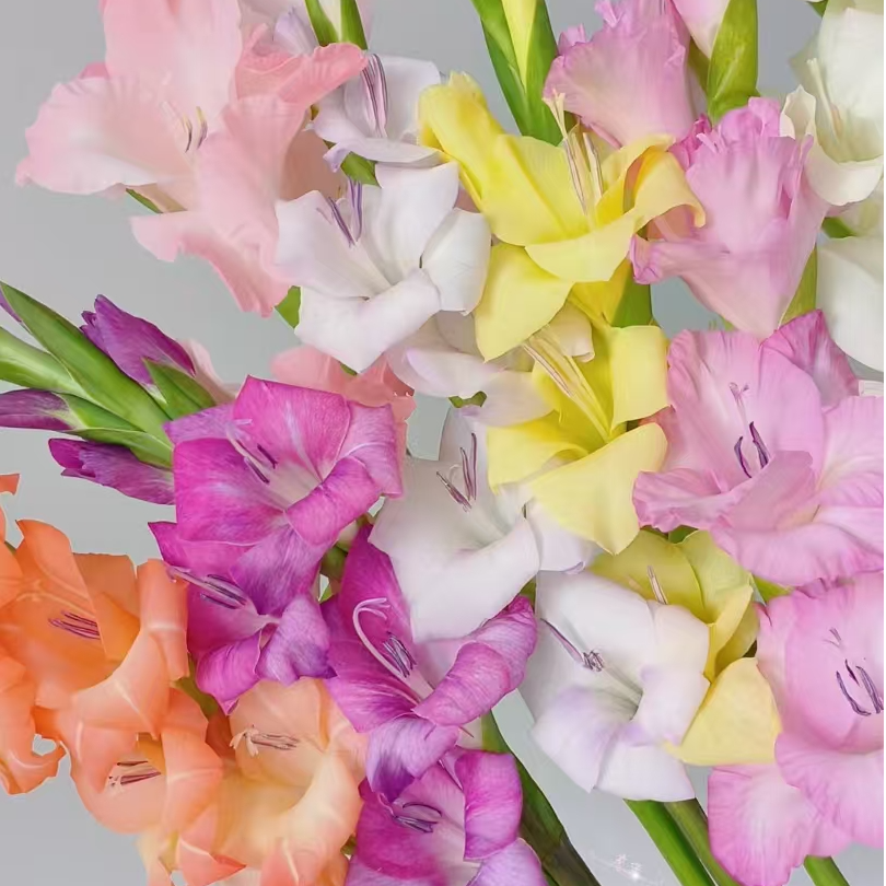 【剑兰】稀有色鲜切花#超长花期#基地直发#鲜花