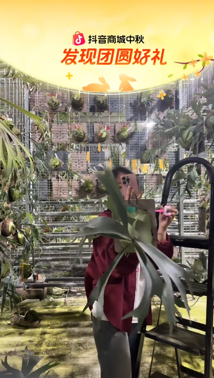 不开花植物L956-白二岐鹿角蕨