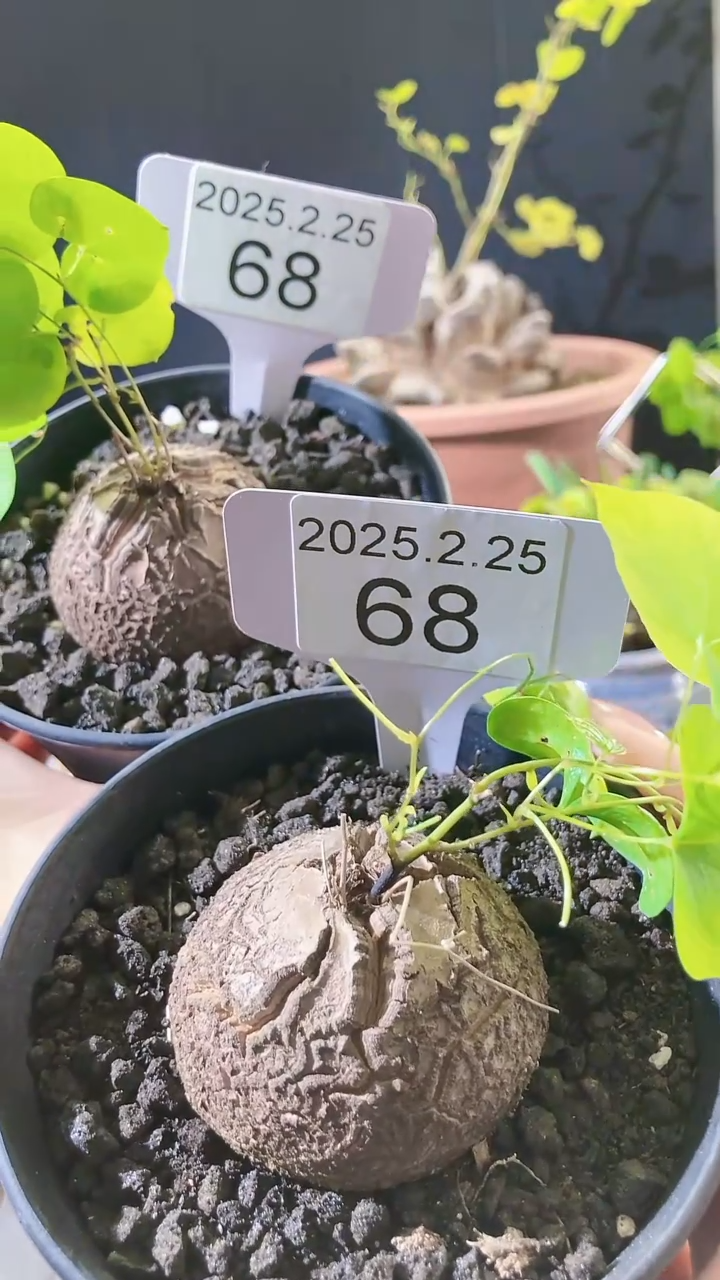 【闪购商品】南非龟甲龙2.25.68