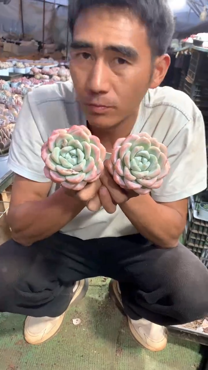 精控单头冰玉1颗7.9米【2单包邮】