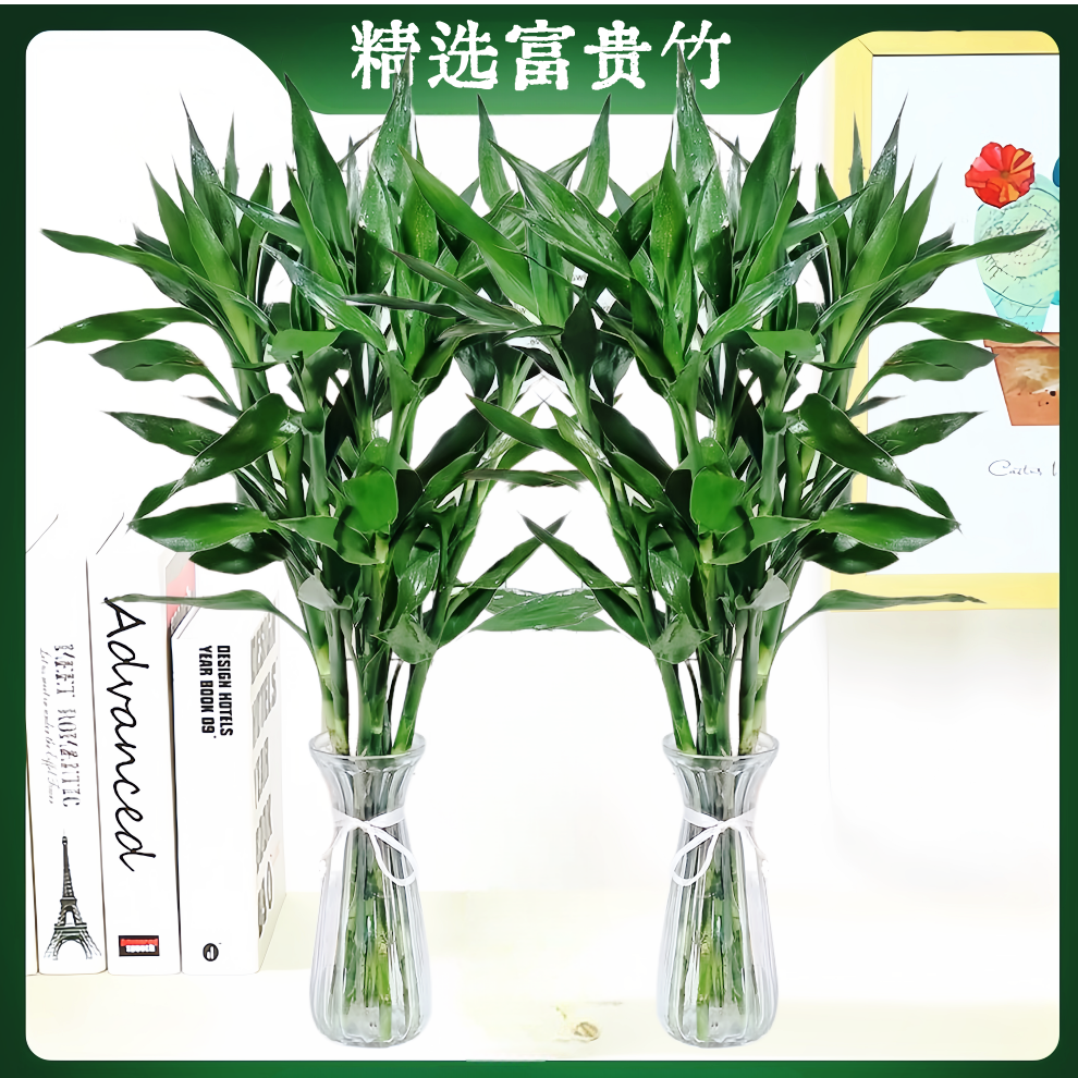 基地精选85-90cm大竹大叶富贵竹水培植物水养绿植