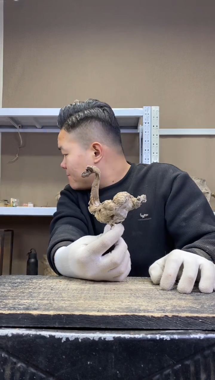 楼**何50  胖胖崖柏 楼下老何