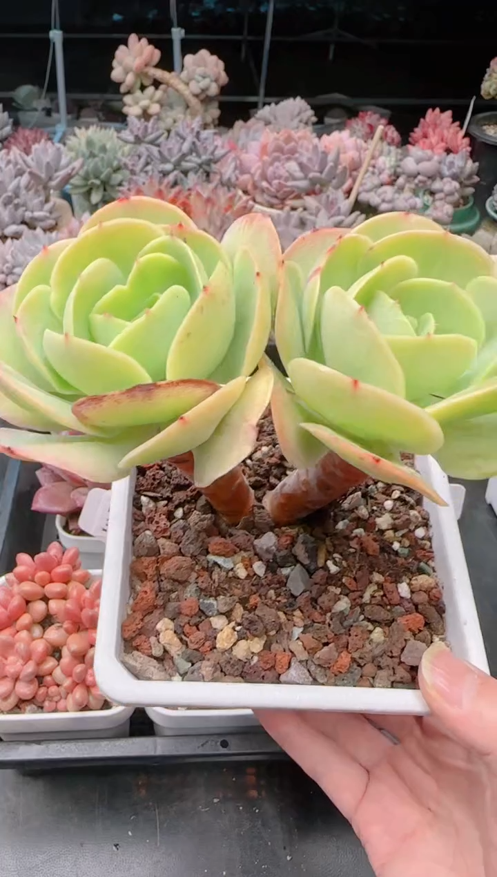 【闪购商品】3198碧桃