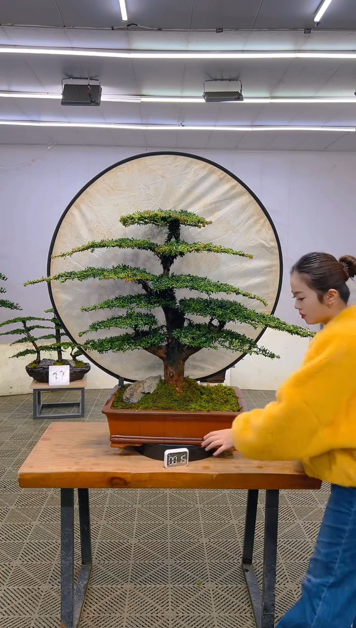 无花朵一物一拍一物一拍