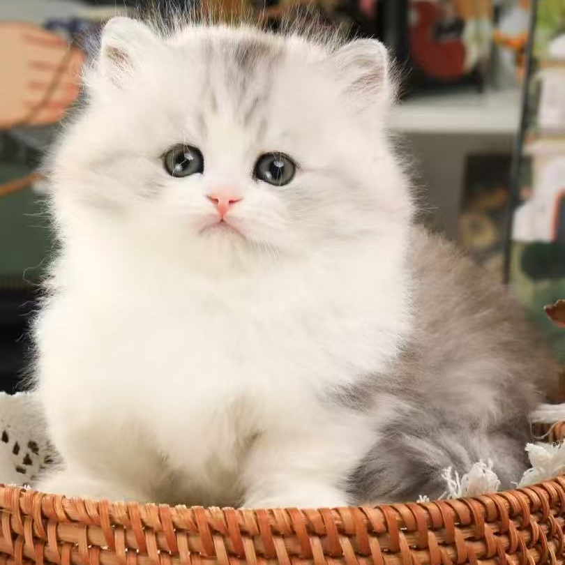 （喵班长）活体宠物猫，好评100%