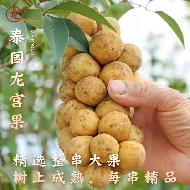 泰国应季龙宫果新鲜水果龙贡果公主超爱稀有进口椰色水果软嫩爆汁