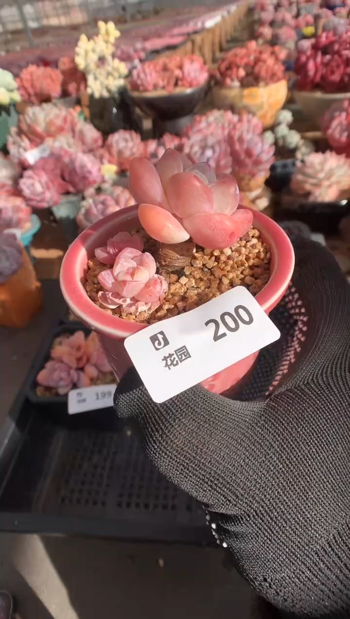 200冰玉多肉植物一物一拍