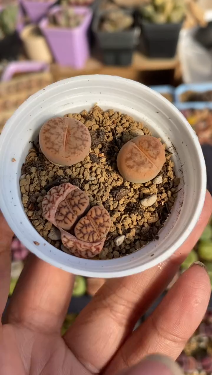 【闪购商品】8254直播一物一拍