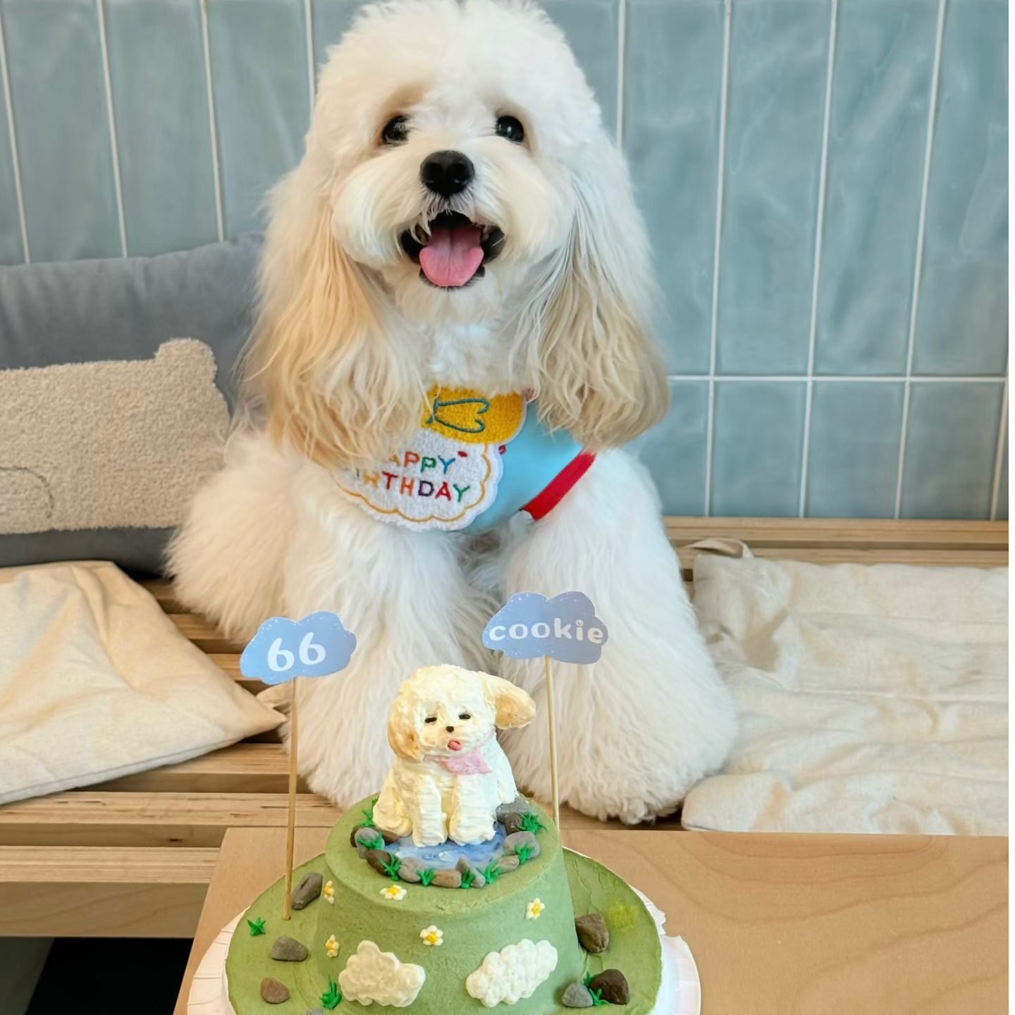 佳朋的全宠爱成成来了可卡熊可卡布马尔泰精品宠物狗