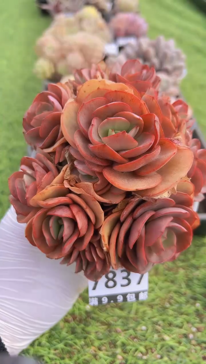 【闪购商品】信福多肉一物一拍