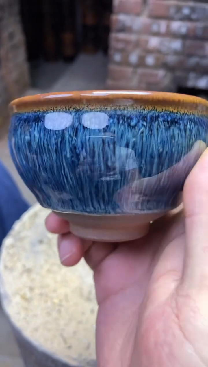 金丝蓝孔雀  福利款