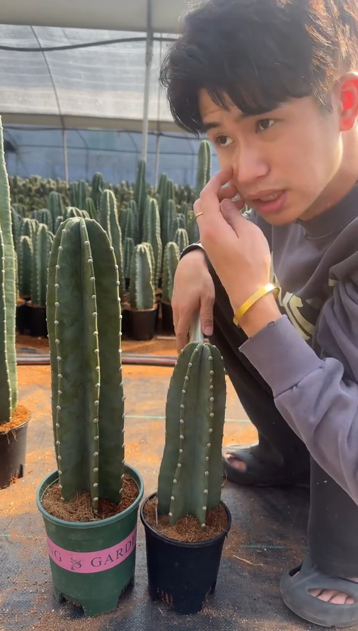 【带盆土】20 30cm 量天尺