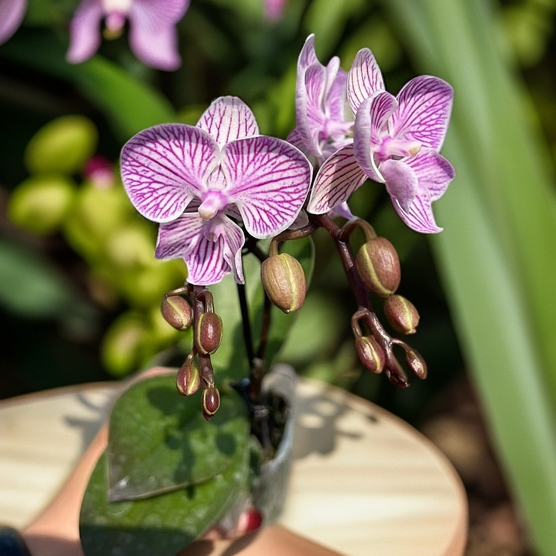【樱花】3寸双梗蝴蝶兰室内绿植客厅养护粉色花高端花卉带花发货