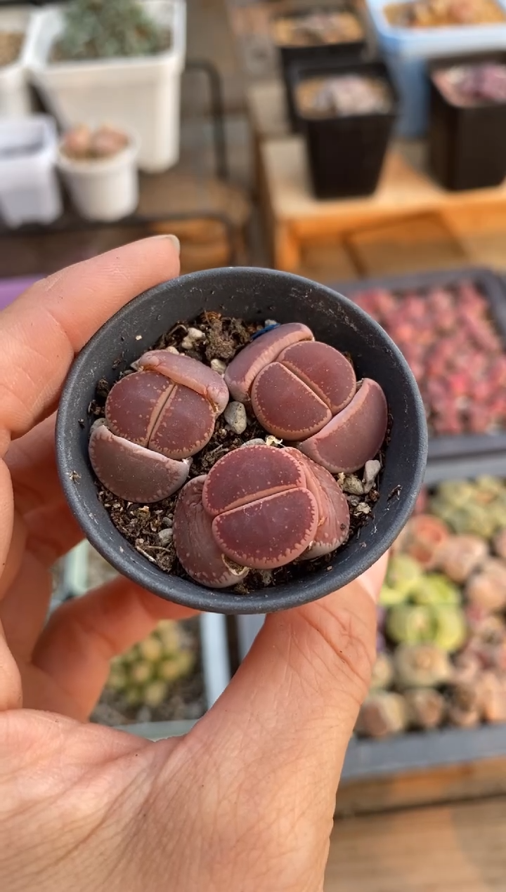 【闪购商品】2102直播一物一拍