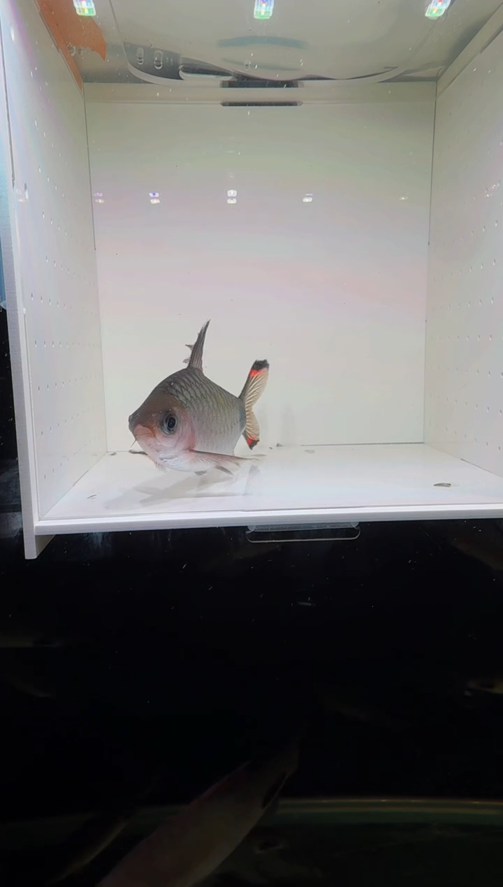 工具鱼红杂紫1111