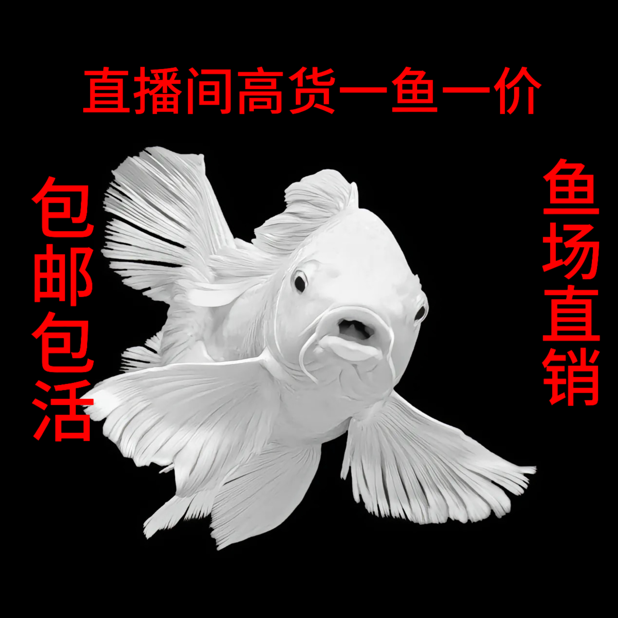 3号链接蝴蝶鲤直播间改一鱼一价，录开箱视频，入缸不包售后，慎拍