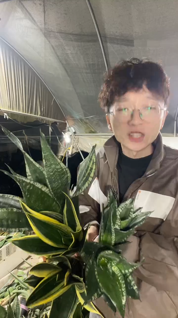 2黑金丝+2矮脚星空+1繁星组合19.8