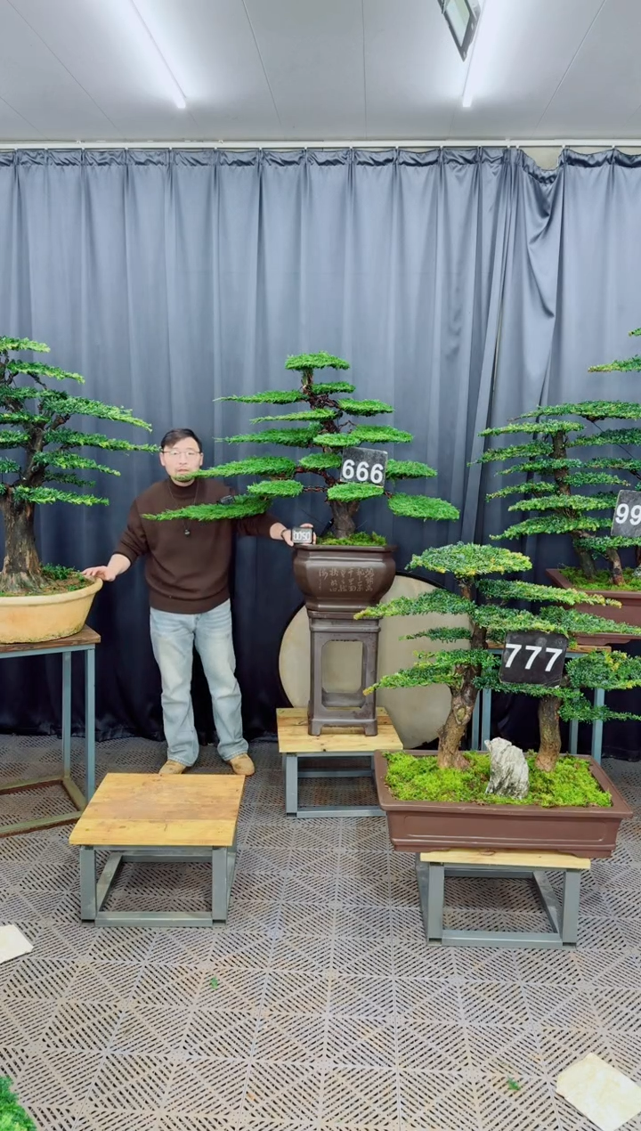 无花朵盆景......