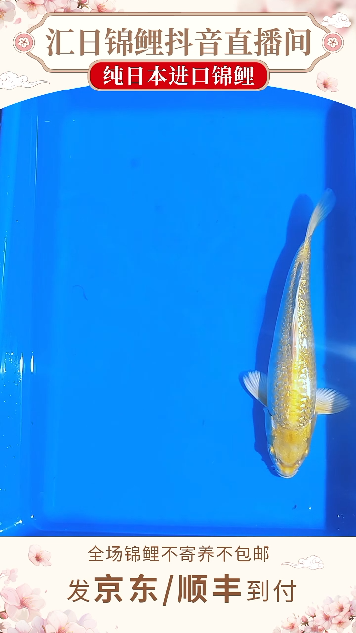 锦鲤丸博单色鲤--020（京东/顺丰到付）