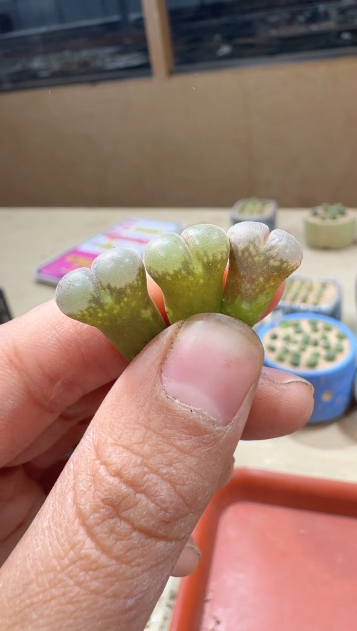 多肉植物肉锥23-103