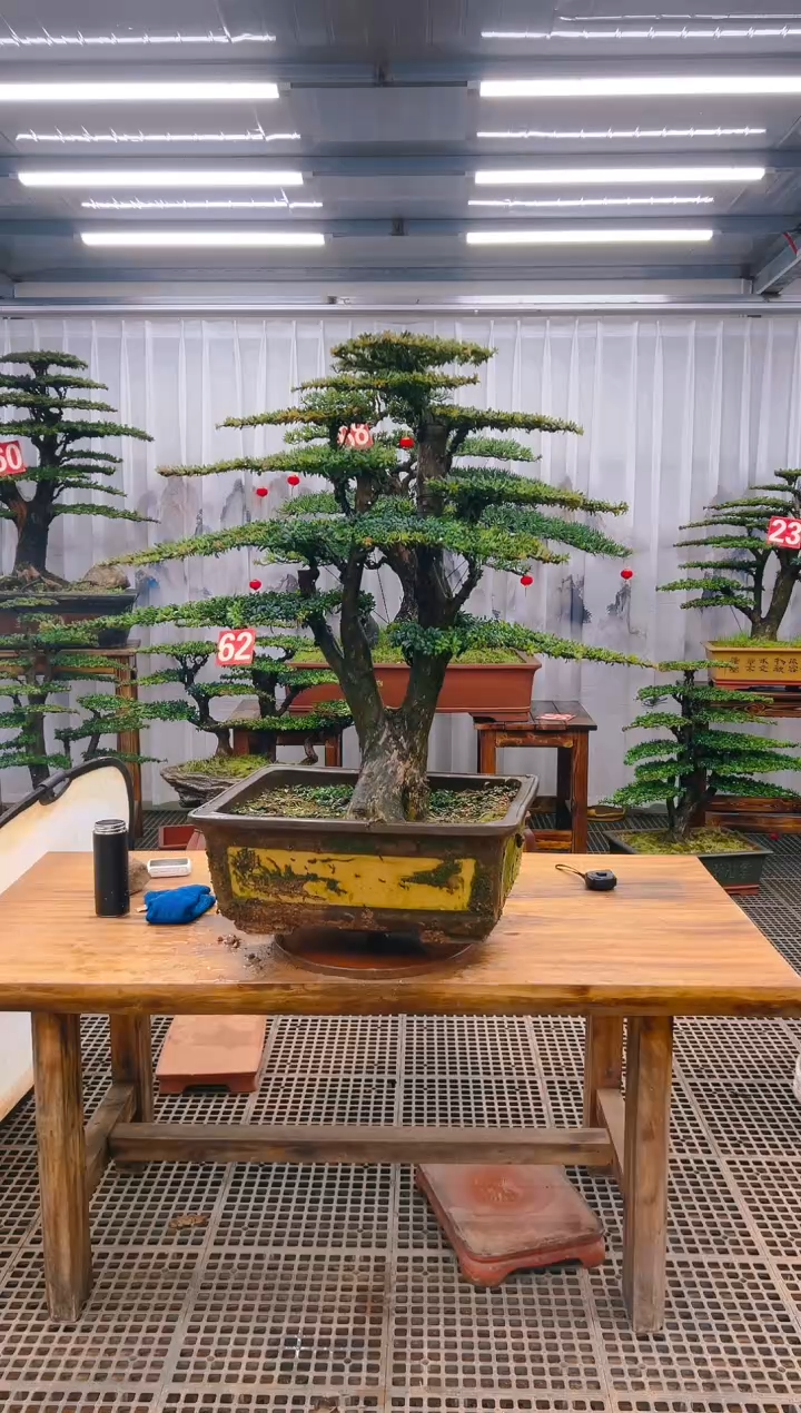 【闪购商品】紫砂精品盆景直播间一物一拍