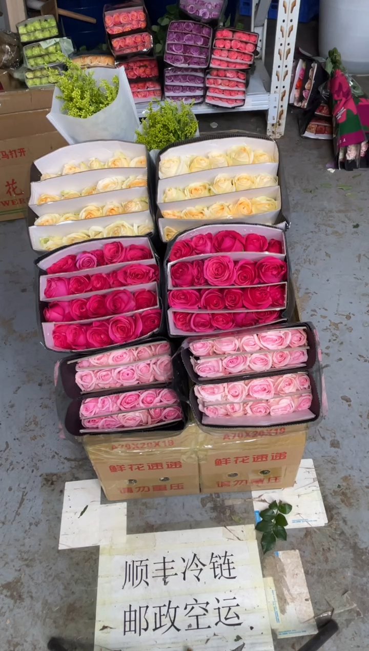 芳姿20枝+佛洛依德20枝+香槟20枝+黄莺