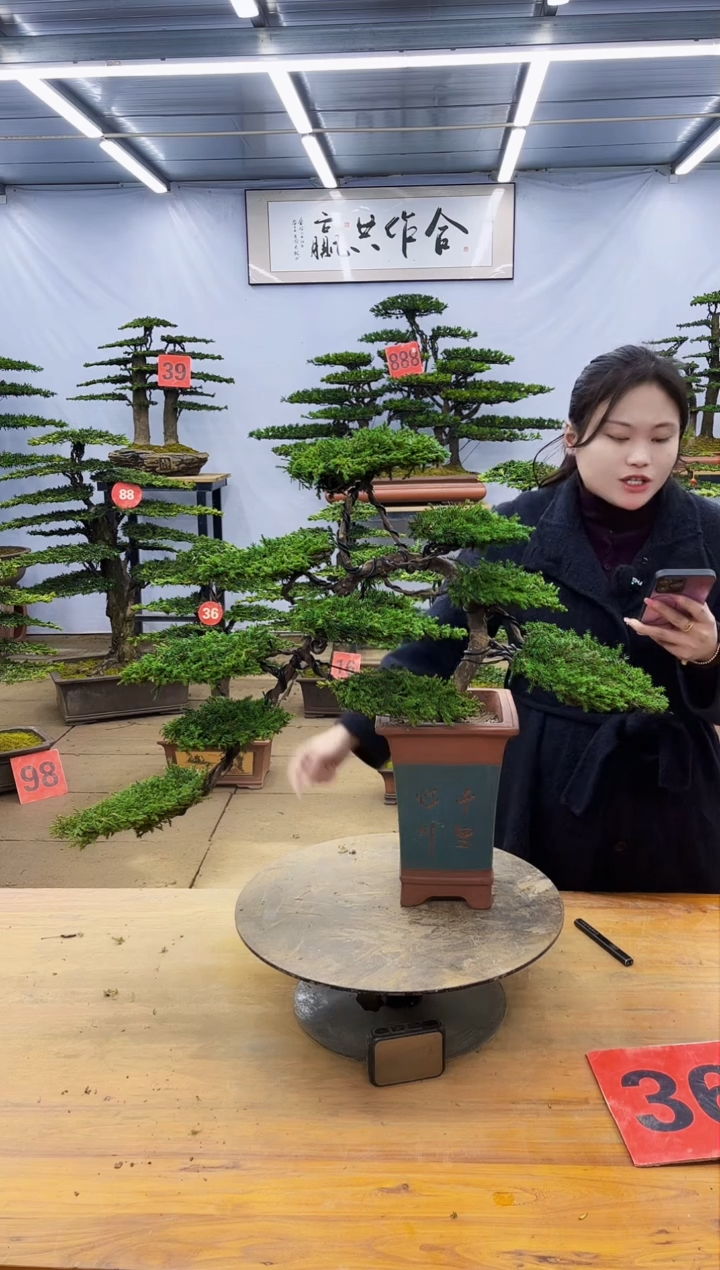 【闪购商品】高端盆景一物一拍，所见即所得