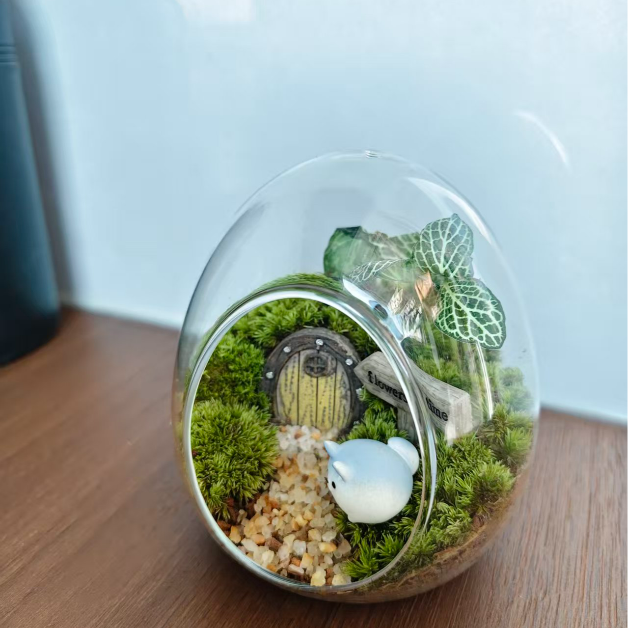 【森屿小居】桌面微景观植物造景办公室家居绿植盆景创意摆件